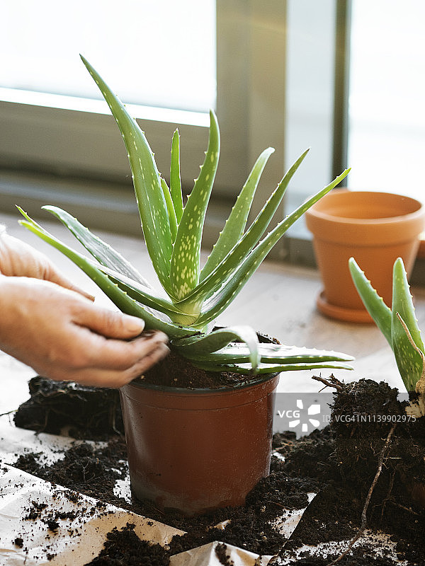 芦荟植物，库拉索芦荟，种植图片素材