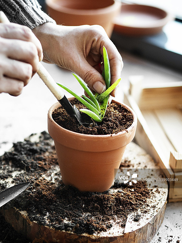 芦荟植物，库拉索芦荟，种植图片素材