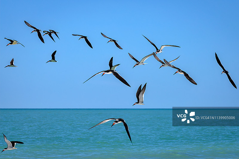 黑剪嘴鸥群：佛罗里达州萨拉索塔附近图片素材