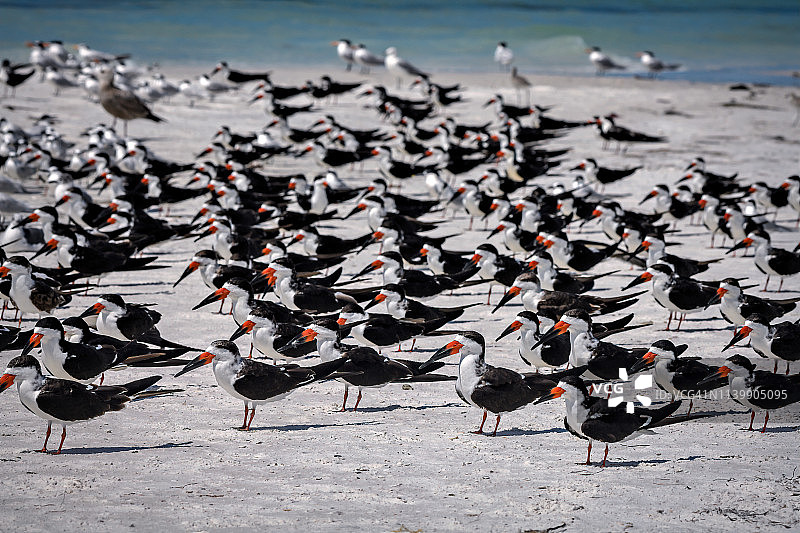 在佛罗里达州萨拉索塔附近的长船礁惠特尼海滩上，大量黑剪嘴鸥聚集图片素材
