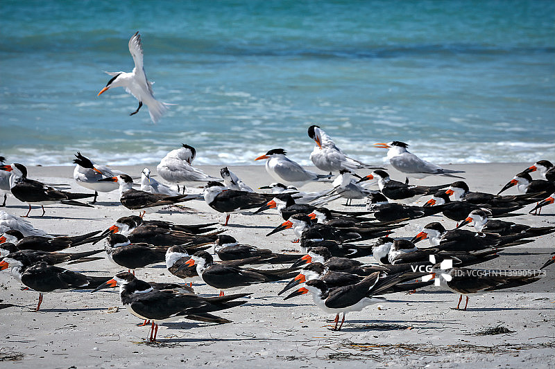 佛罗里达州萨拉索塔附近朗博特岛惠特尼海滩上的一群黑剪嘴鸥和皇家燕鸥图片素材