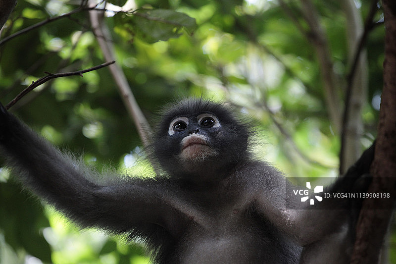 毛叶猴，三百峰国家公园图片素材