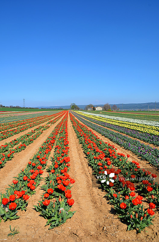 法国普罗旺斯郁金香花田图片素材