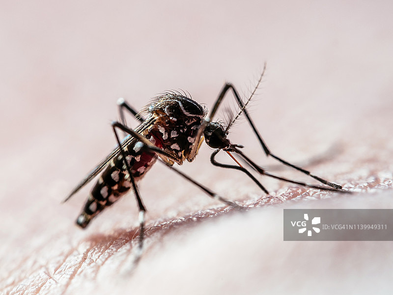 埃及伊蚊（登革热蚊子）图片素材