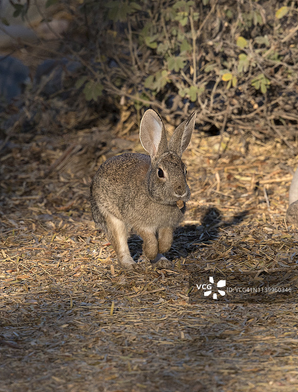 棉尾兔与地面上的光线图片素材