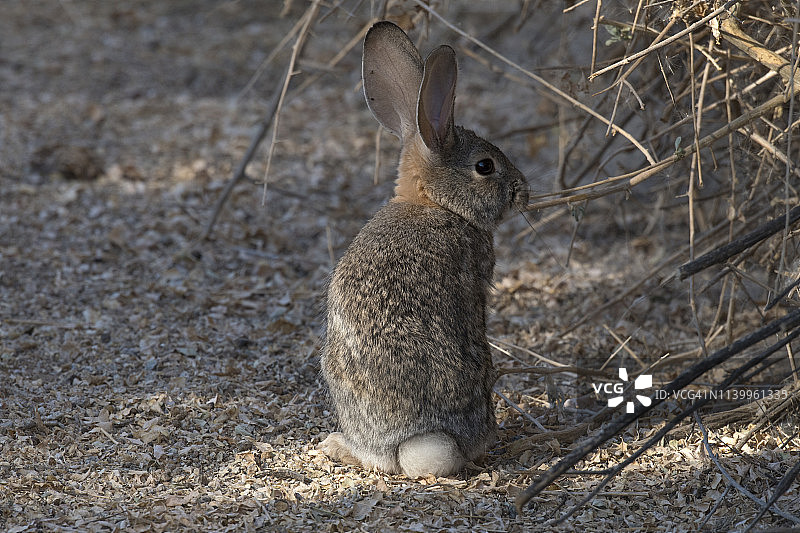 棉尾兔与地面上的光线图片素材