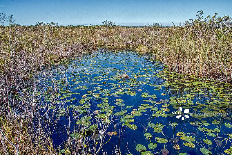 佛罗里达州南部的埃弗格莱兹国家公园图片素材