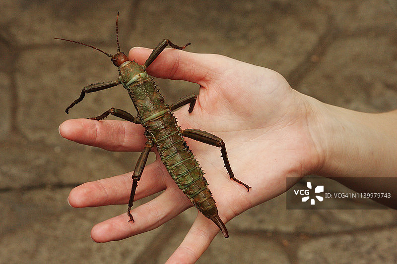 竹节虫图片素材