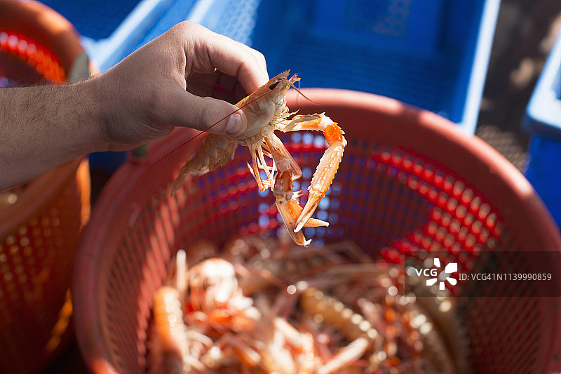 渔民举起贝类图片素材