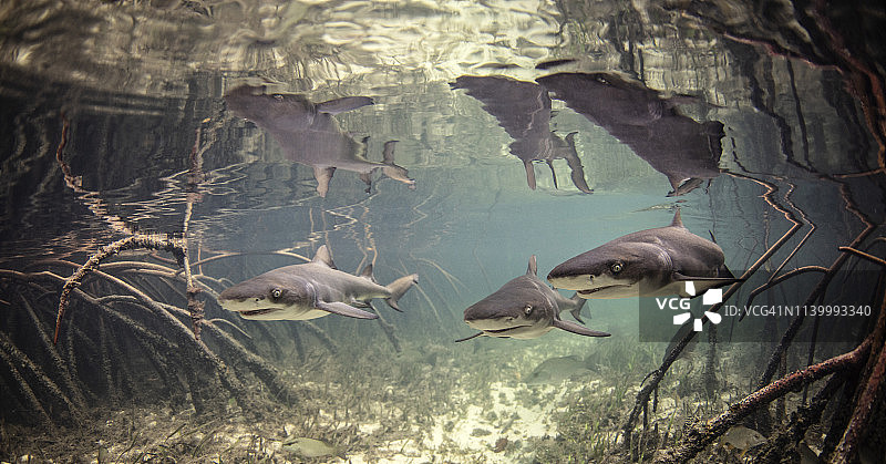 水下视角：红树林中游泳的柠檬鲨幼崽图片素材