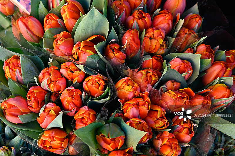 春天里淡黄红色的郁金香图片素材