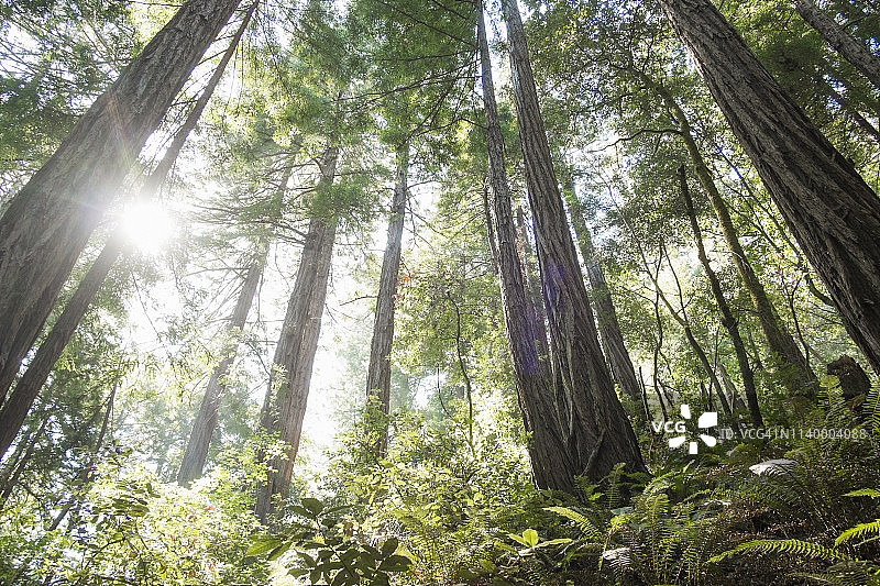 美国加利福尼亚州缪尔 woods 红杉树图片素材