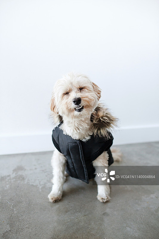 穿着防水外套的可爱微笑小狗肖像图片素材