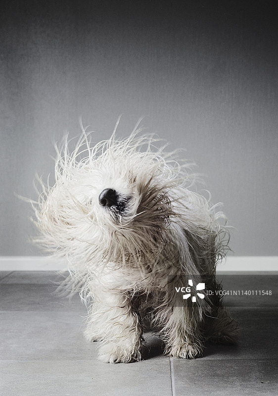 马达加斯加长毛犬在甩动身体，想弄干毛发图片素材