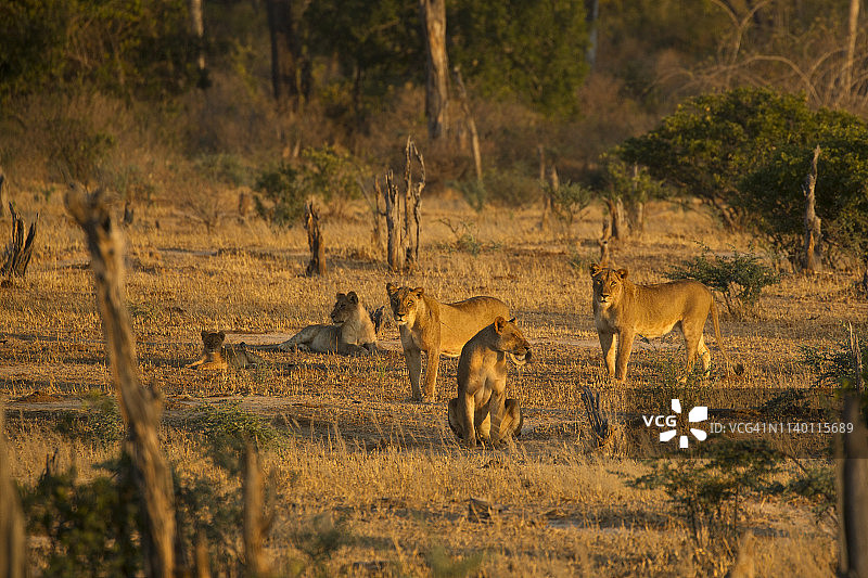 津巴布韦马纳潭国家公园的狮群图片素材