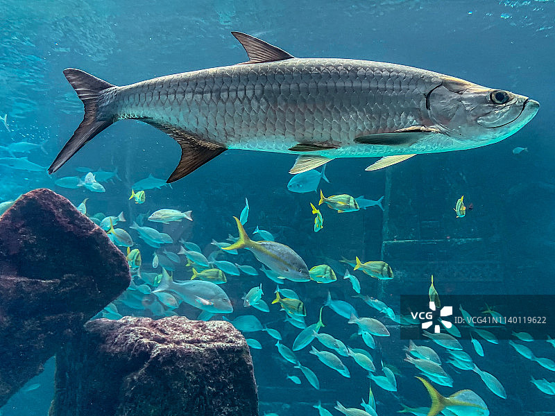 大西洋海鲢图片素材