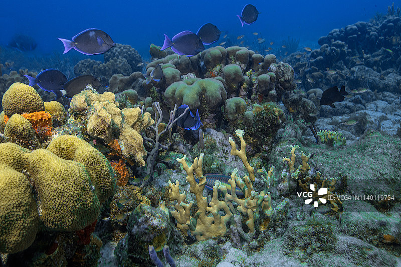 库拉索的软珊瑚和裂唇鱼海景图片素材