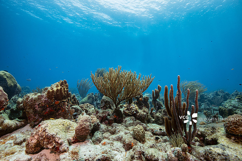 库拉索岛的软珊瑚海景图片素材
