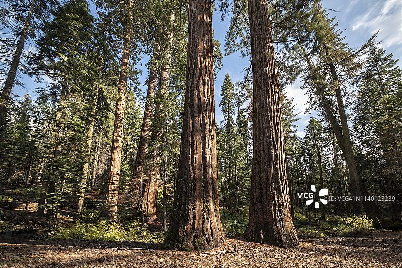 国家公园里的巨杉树图片素材