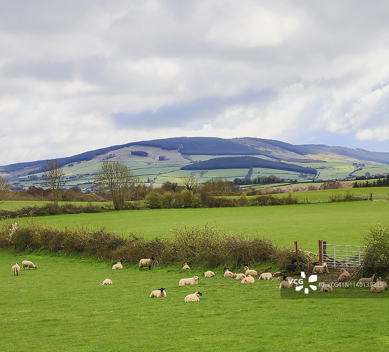 提珀雷里阳光明媚的田野上的爱尔兰绵羊图片素材