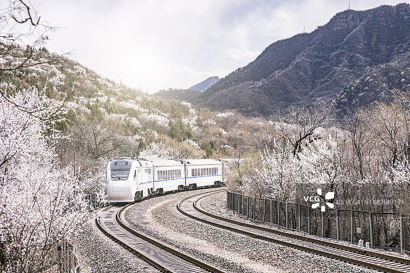 中国北京的火车与樱花树图片素材