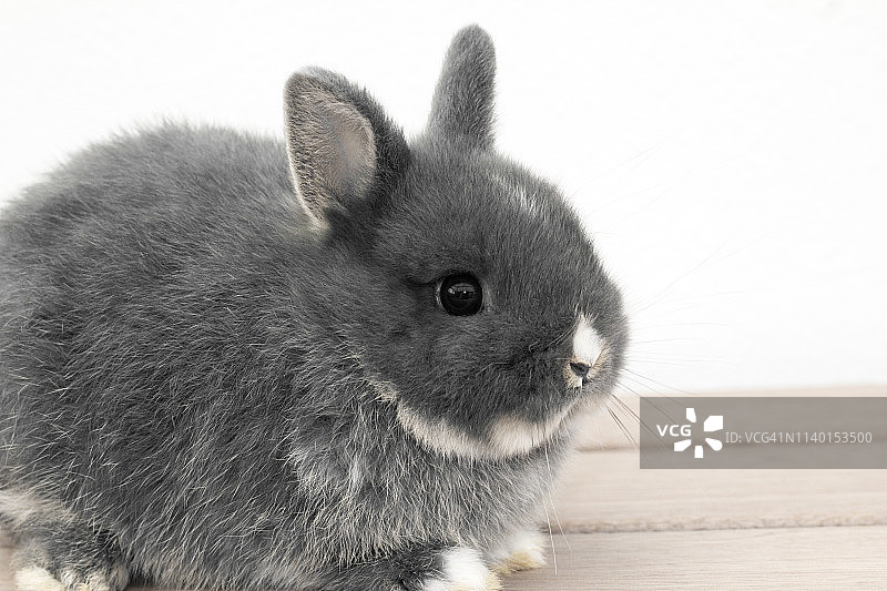 灰色兔子图片素材