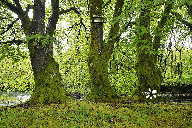 带有私有财产标志的树木，福伊河，靠近英国康沃尔郡利斯克德图片素材