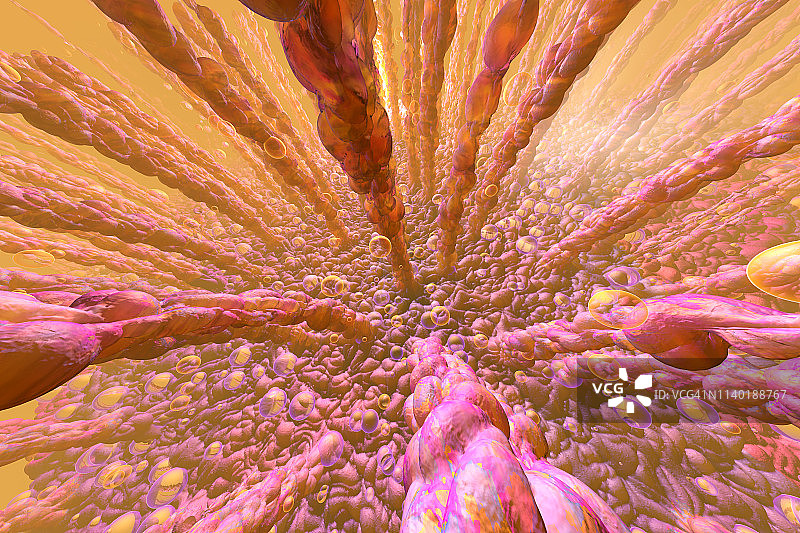 3D渲染插画：人类肠绒毛与新陈代谢可视化图片素材
