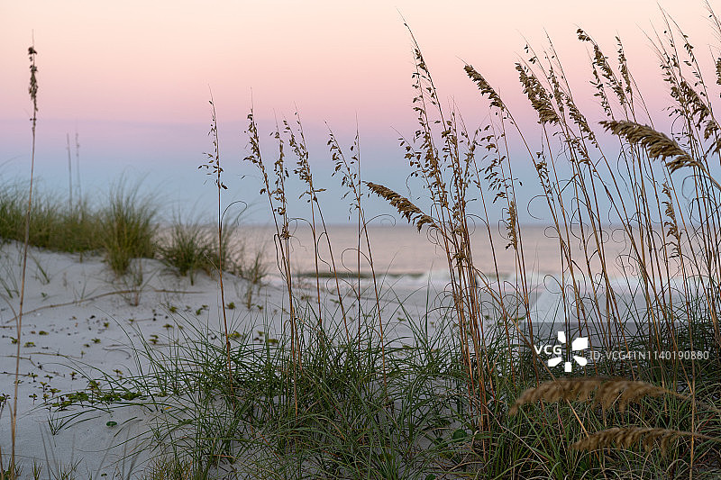 美丽的芦苇图片素材