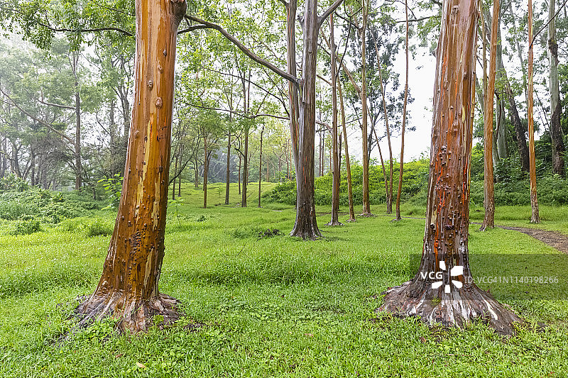 美国夏威夷考艾岛彩虹桉树图片素材