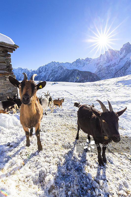 雪地里的好奇山羊，瑞士格里松斯州图片素材