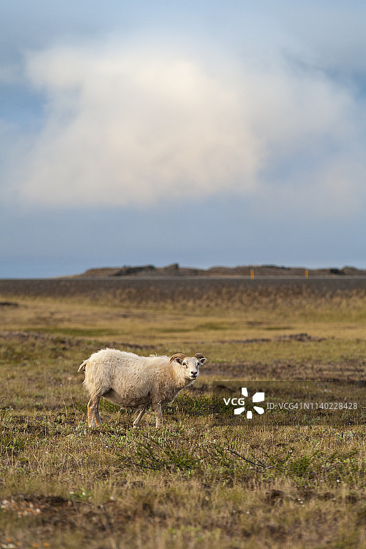 冰岛羊：斯奈山半岛，冰岛西部图片素材