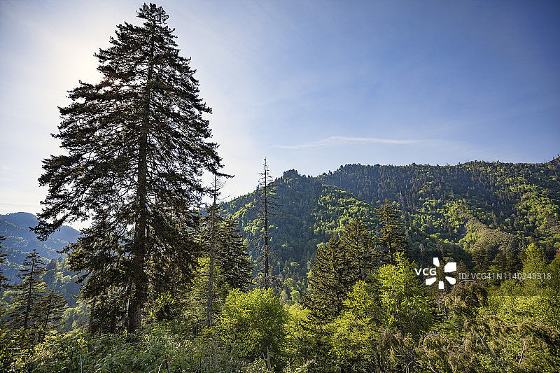 大烟山国家公园图片素材