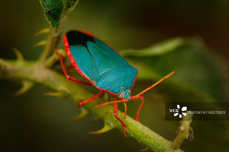 蓝色椿象的微距图像图片素材