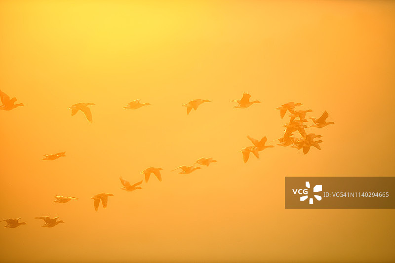 晨曦与野鹅图片素材