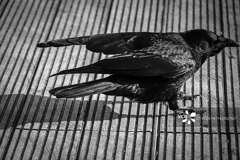 黑乌鸦图片素材