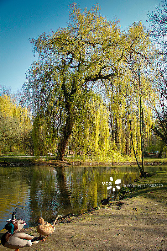 利普施塔特格吕内温克尔图片素材