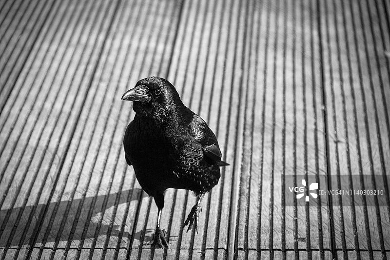 黑乌鸦图片素材