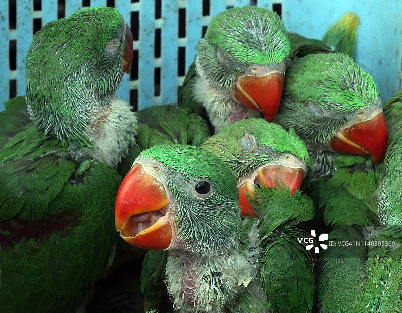 卡拉奇街头出售的鹦鹉图片素材