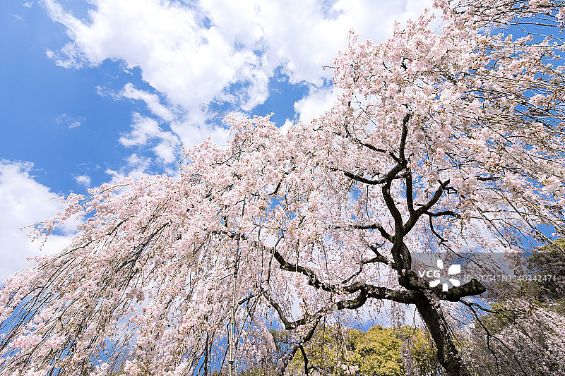 垂枝樱花树图片素材