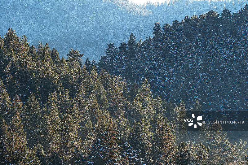 小雪过后的常青树图片素材