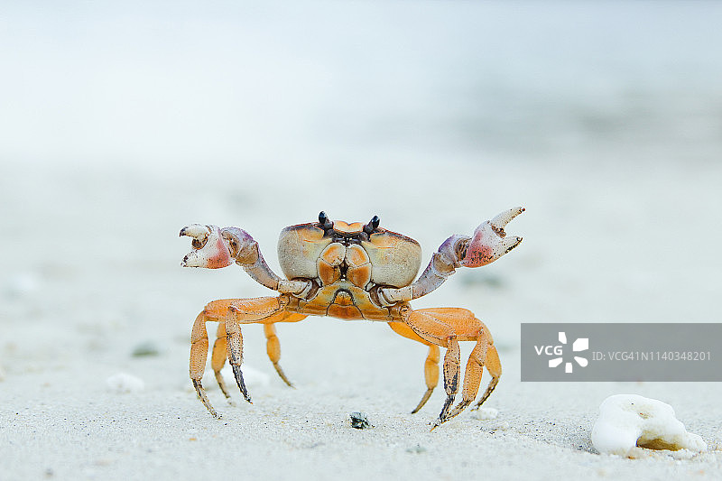 沙滩上的幽灵蟹特写图片素材