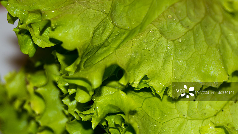 新鲜绿色生菜沙拉叶，白色背景图片素材
