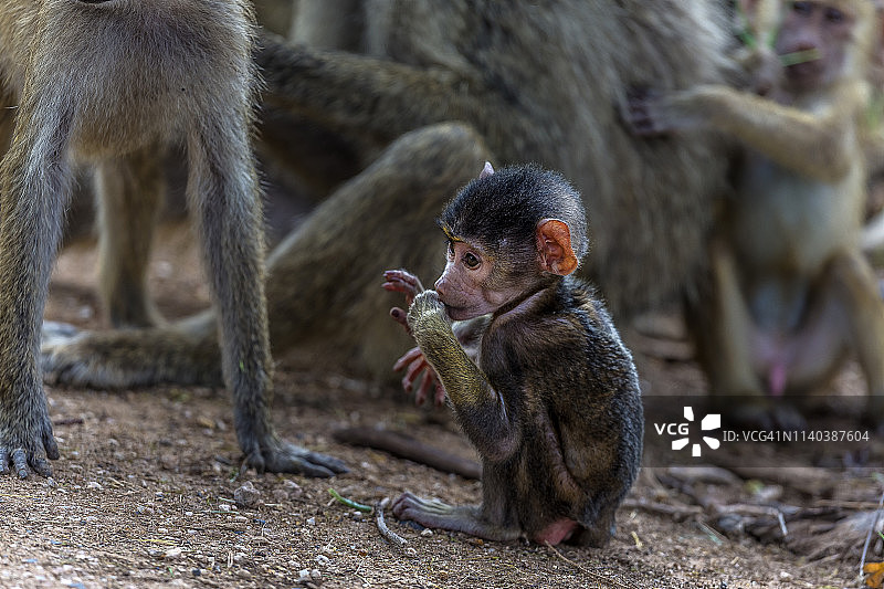 安博塞利国家公园里玩石子的黄色狒狒幼崽图片素材