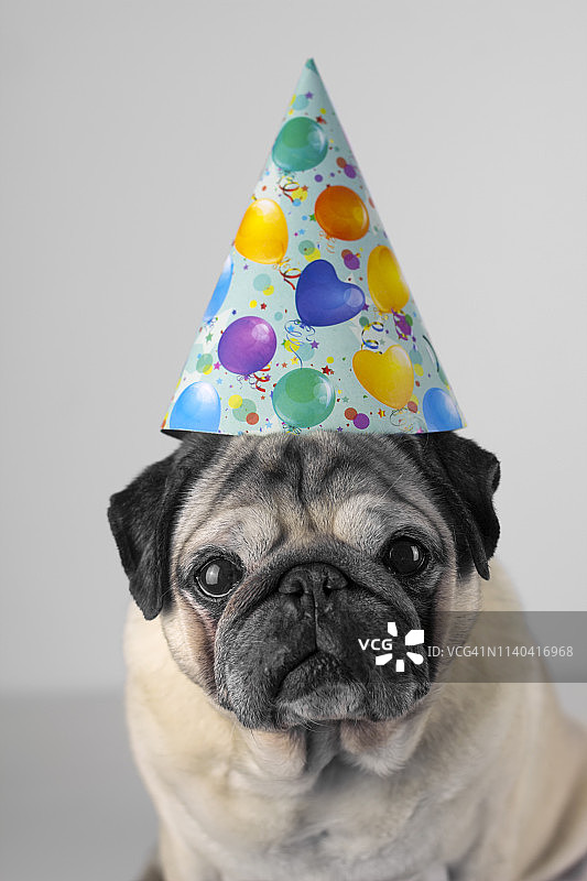 戴着派对帽的狗图片素材