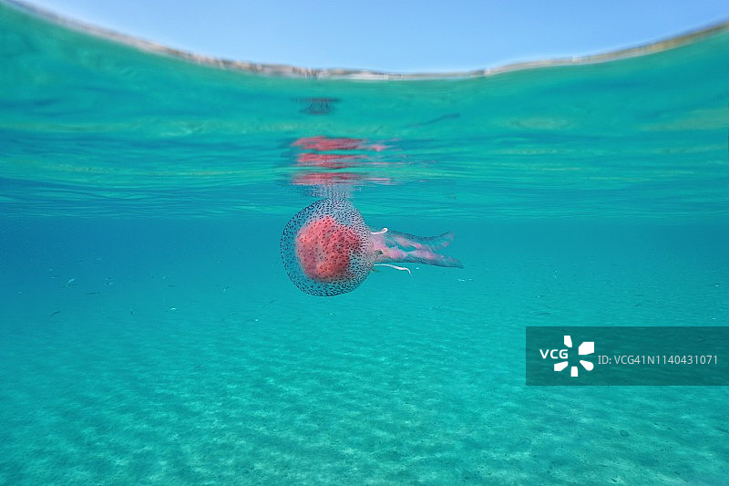 水面下的夜光游水母图片素材