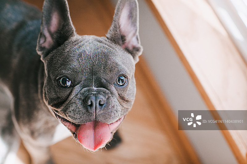 吐着舌头微笑的法国斗牛犬图片素材