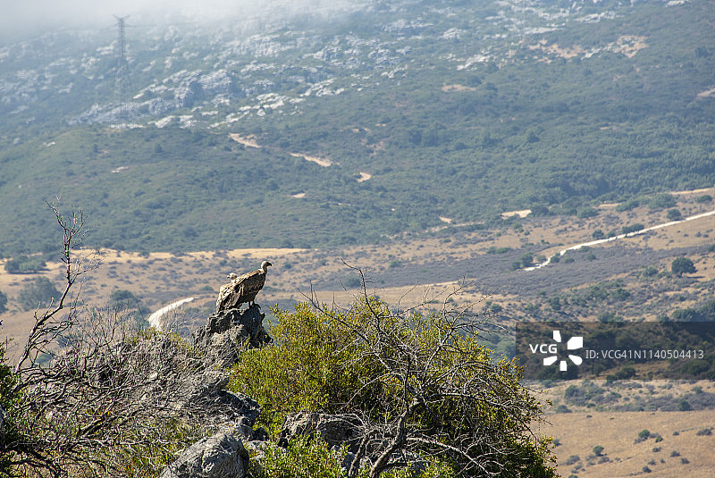 凤头鹰巢，西班牙马拉加图片素材