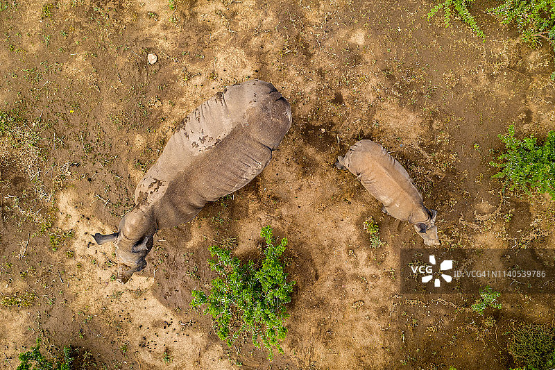 4K航拍：灌木丛空地上雌性白犀牛和小犀牛的俯视视角图片素材
