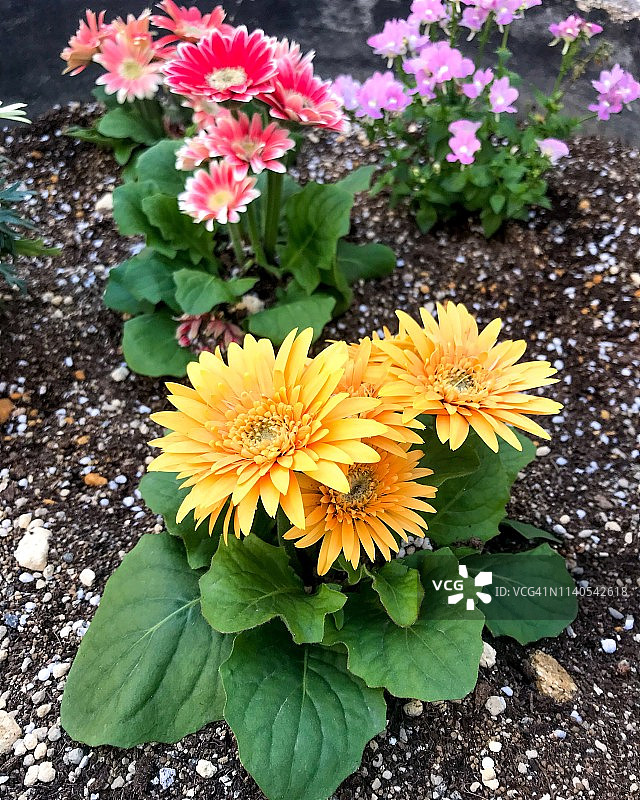 花在春天图片素材